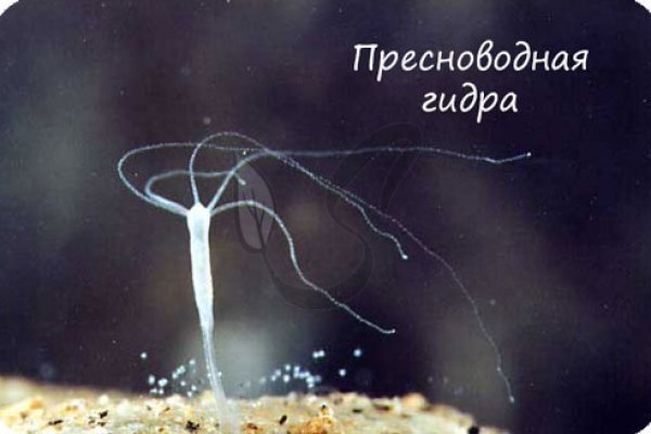 Удалился аккаунт кракен
